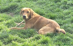 Labrador Retriever dogs for sale: ONLY 1 BEAUTIFUL KC FOX RED GIRL LAB AVAILABLE - Image 34