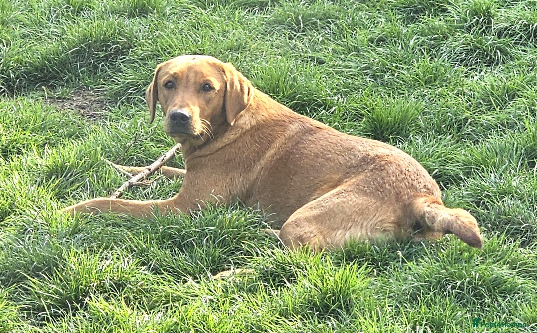 Labrador Retriever dogs for sale: ONLY 1 BEAUTIFUL KC FOX RED GIRL LAB AVAILABLE - Image 34