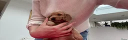 Cocker Spaniel dogs for sale: Beautiful pedigree English show cocker puppies 🐾 in Knutsford - Advert 33