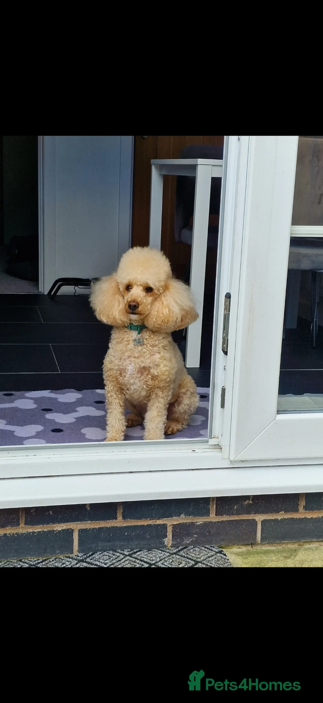 Toy Poodle dogs for sale: Toy poodle  - Advert 2