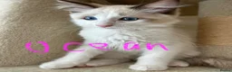 Ragdoll cats for sale: Pure ragdoll kittens for sale London - Advert 14
