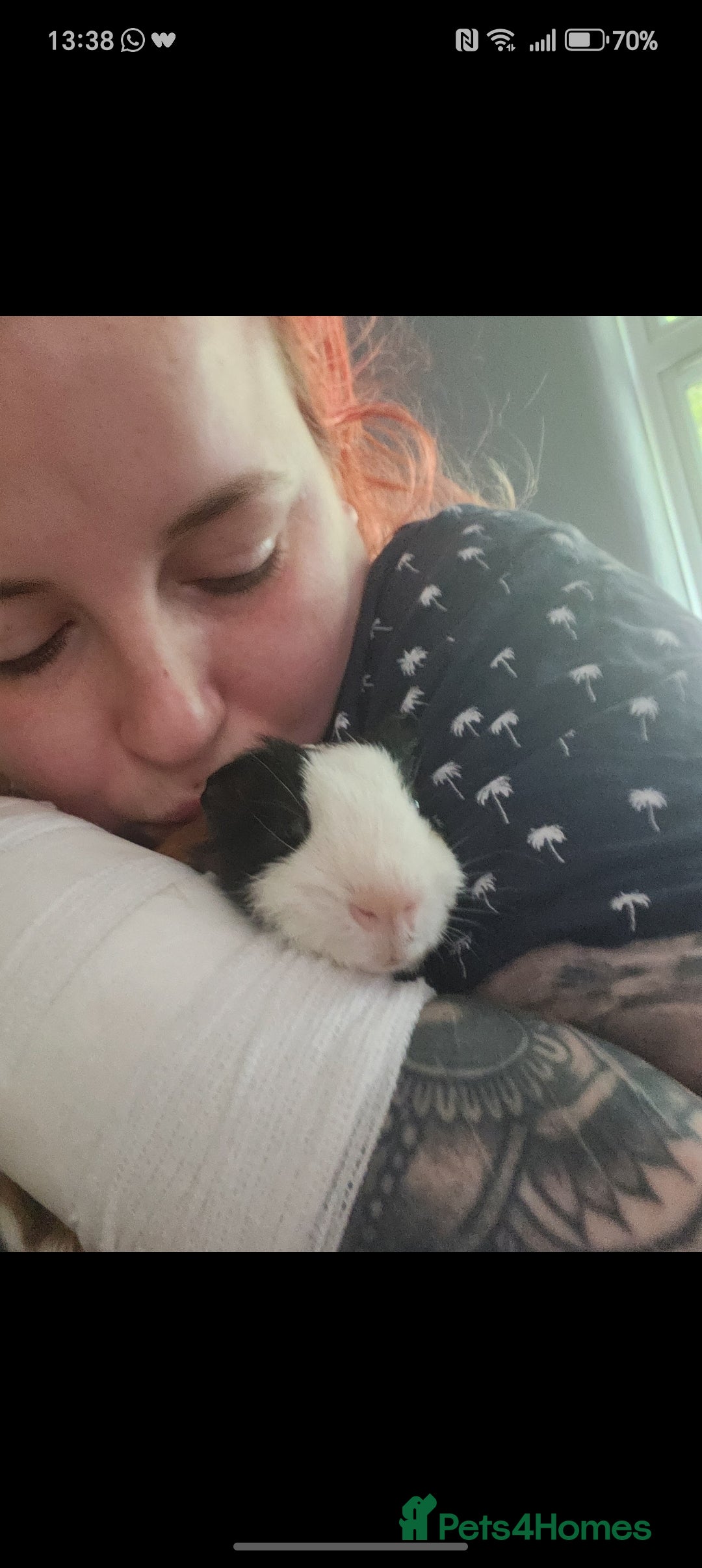 Guinea Pig rodents for sale: Male Guinea Pig needing single pig home - Advert 1