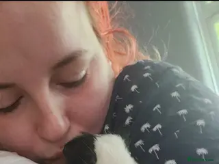 Guinea Pig rodents Male Guinea Pig needing single pig home - Advert 2