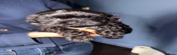 Malshi dogs for sale: Malshi beautiful fur babies.  - Advert 5