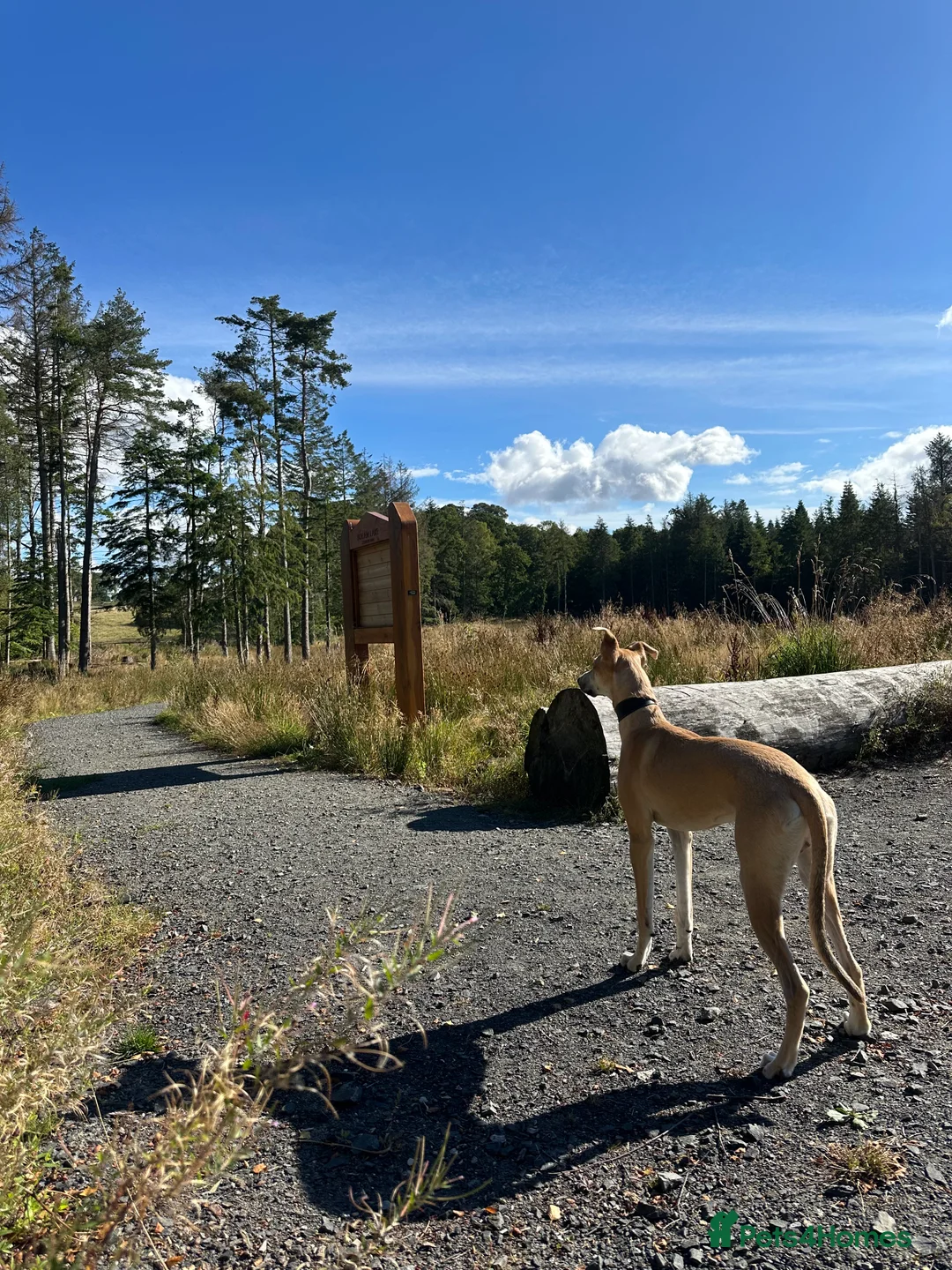 Mixed Breed dogs for sale: Kevin  - Advert 7