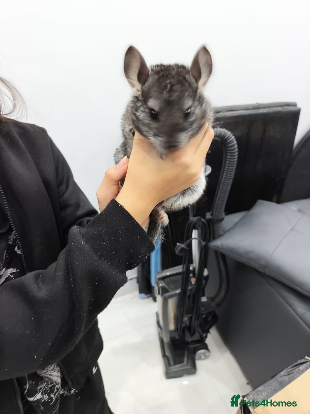 Chinchilla rodents for sale: 🐾Baby Female Chinchillas – Born 14th July 2025🐾 - Image 5