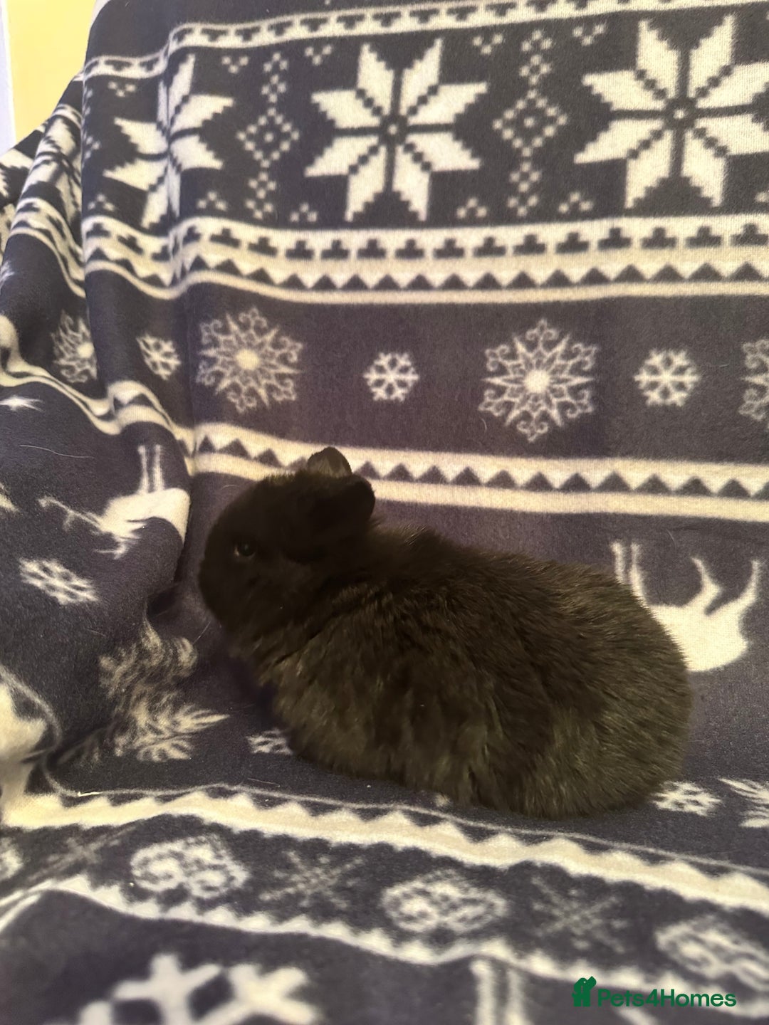 Mini Lop rabbits for sale: Mini lop bunnies  - Advert 10