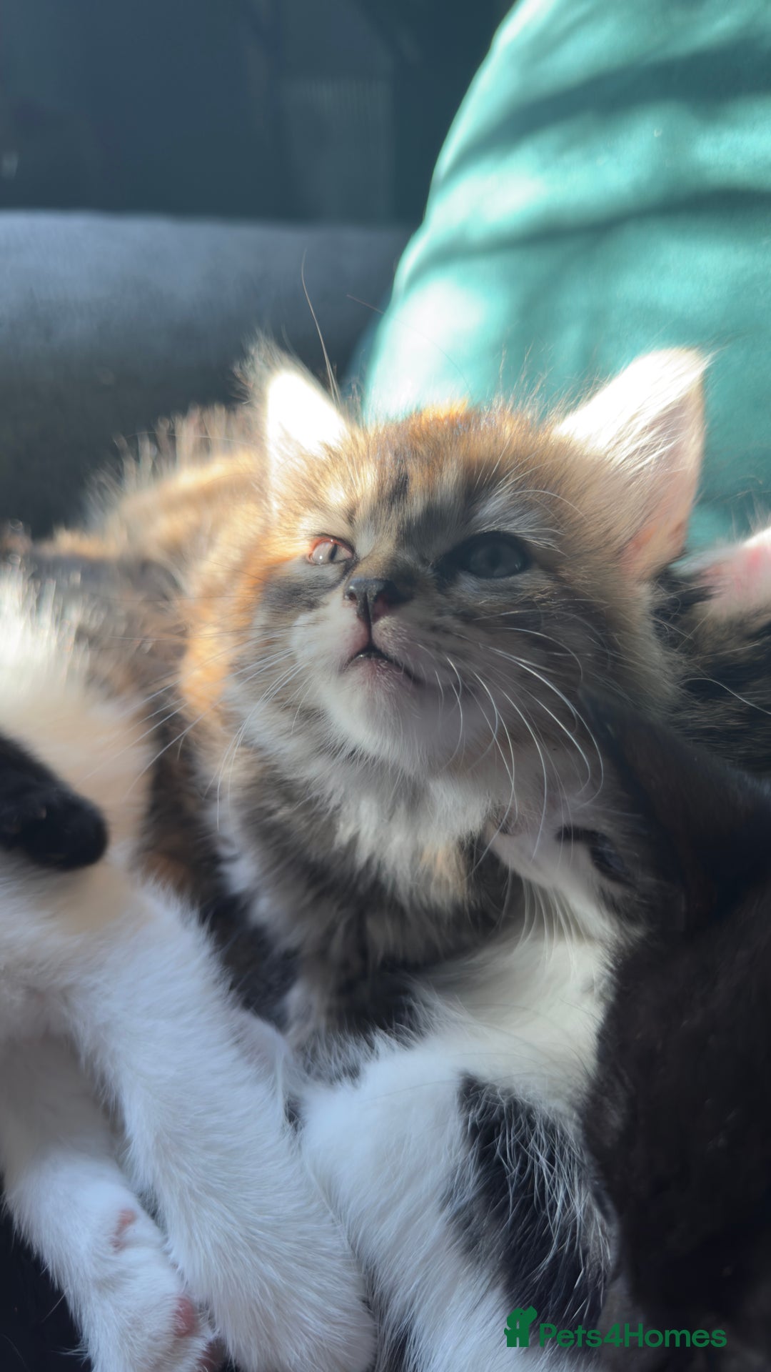 Mixed Breed cats for sale: Beautiful kittens!!!!! READY from 7/08/25 - Image 34