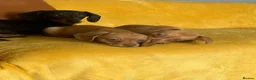 Chiweenie dogs for sale: Beautiful Chiweenie F1 Pedigree Registered Puppies in Southampton - Advert 7