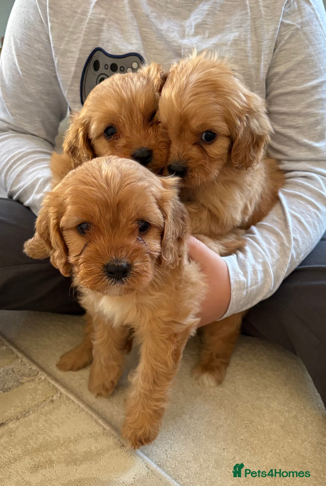 Cavapoo dogs for sale: F1 CAVAPOO PUPPIES 🐶  - Advert 6