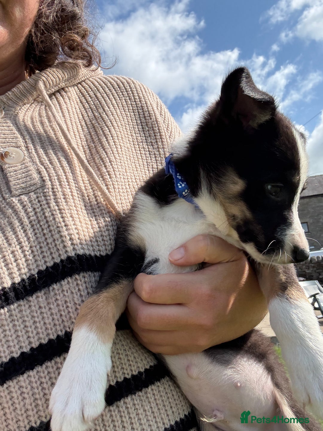 Border Collie dogs for sale: Border collie puppies  - Image 2