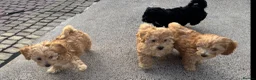 Maltipoo dogs for sale: Maltipoo pups  - Advert 9