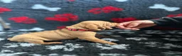 Hungarian Vizsla dogs for sale: Exceptional Pedigree Hungarian Vizsla Puppies - Advert 23