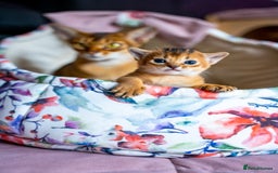 Abyssinian cats for sale:  Champions  Line Romeo-TICA reg. Abyssinian Beauty - Image 32