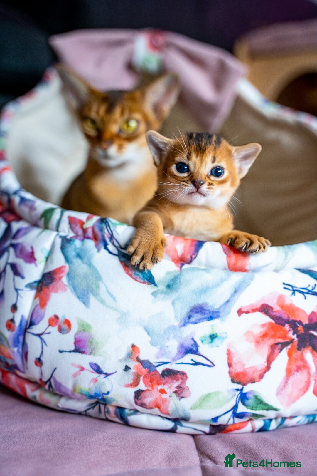 Abyssinian cats for sale:  Champions  Line Romeo-TICA reg. Abyssinian Beauty - Image 32