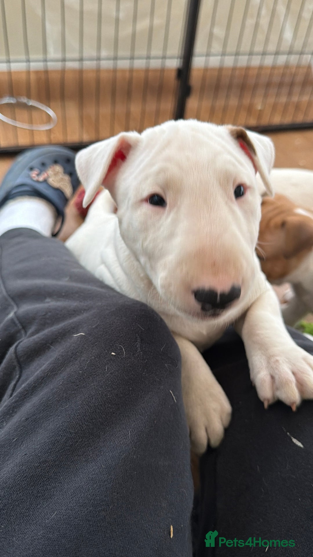 English Bull Terrier dogs for sale: CH BLOODLINE TRUE BULL TERRIERS - Advert 4