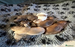 Shih Tzu dogs for sale: Adorable Shih Tzu puppies  - Image 15