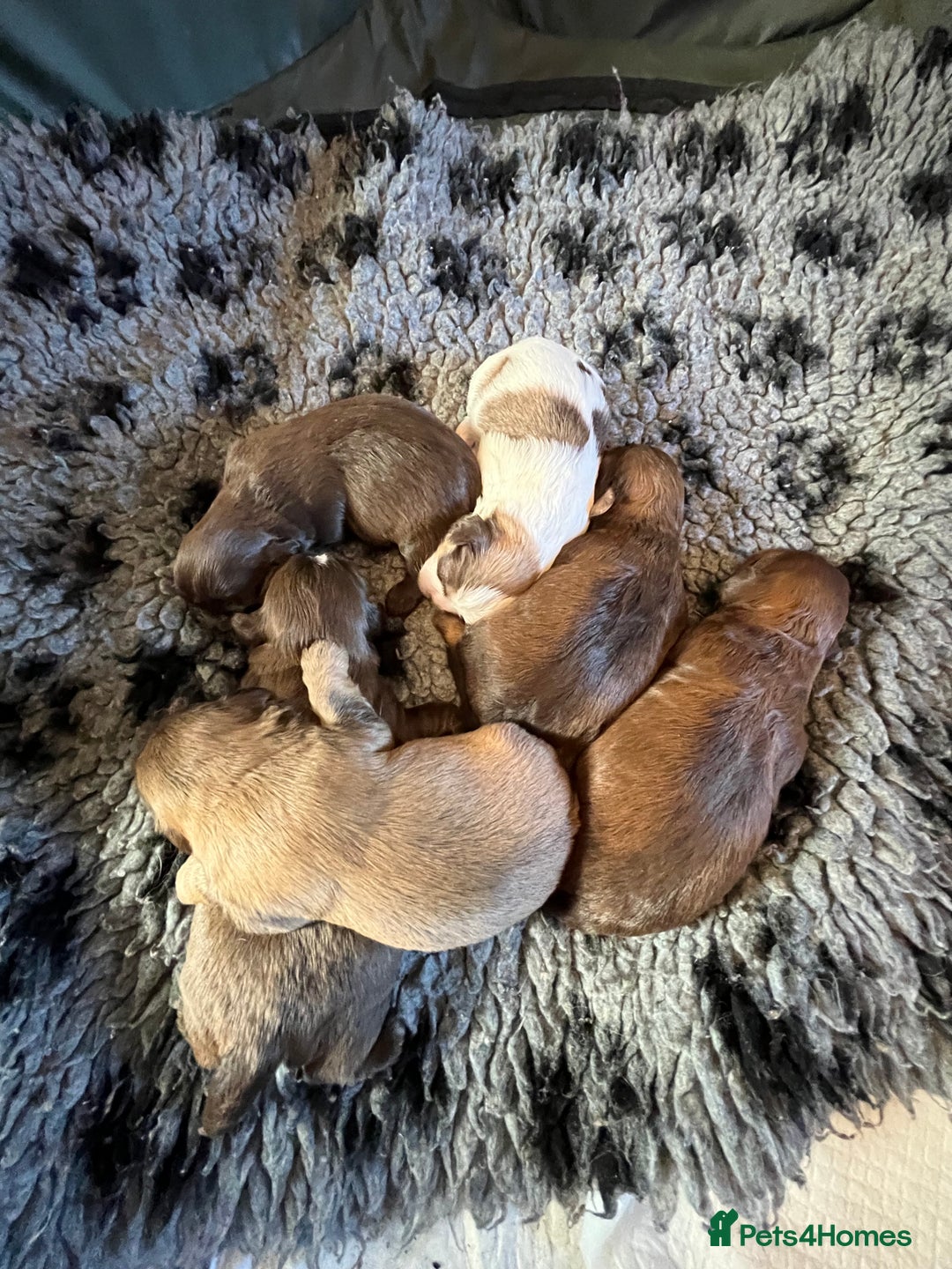 Shih Tzu dogs for sale: Adorable Shih Tzu puppies  - Image 15