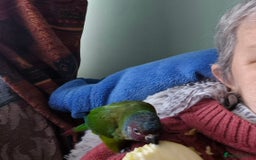 Conures birds for sale: Emma conure with cage food toys - Image 1