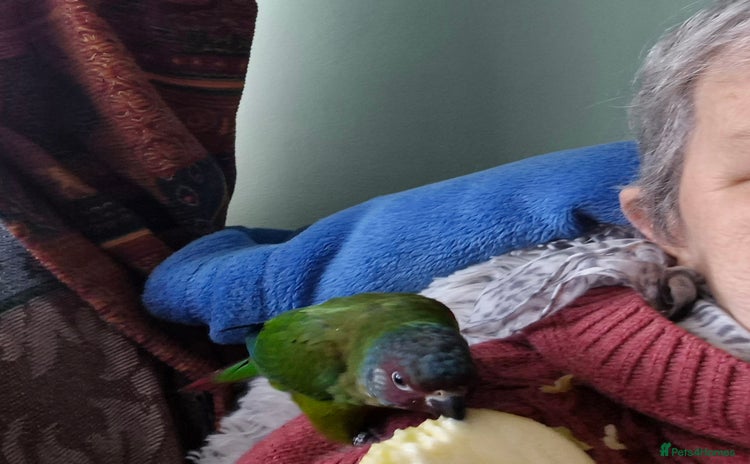Conures birds - Advert 1