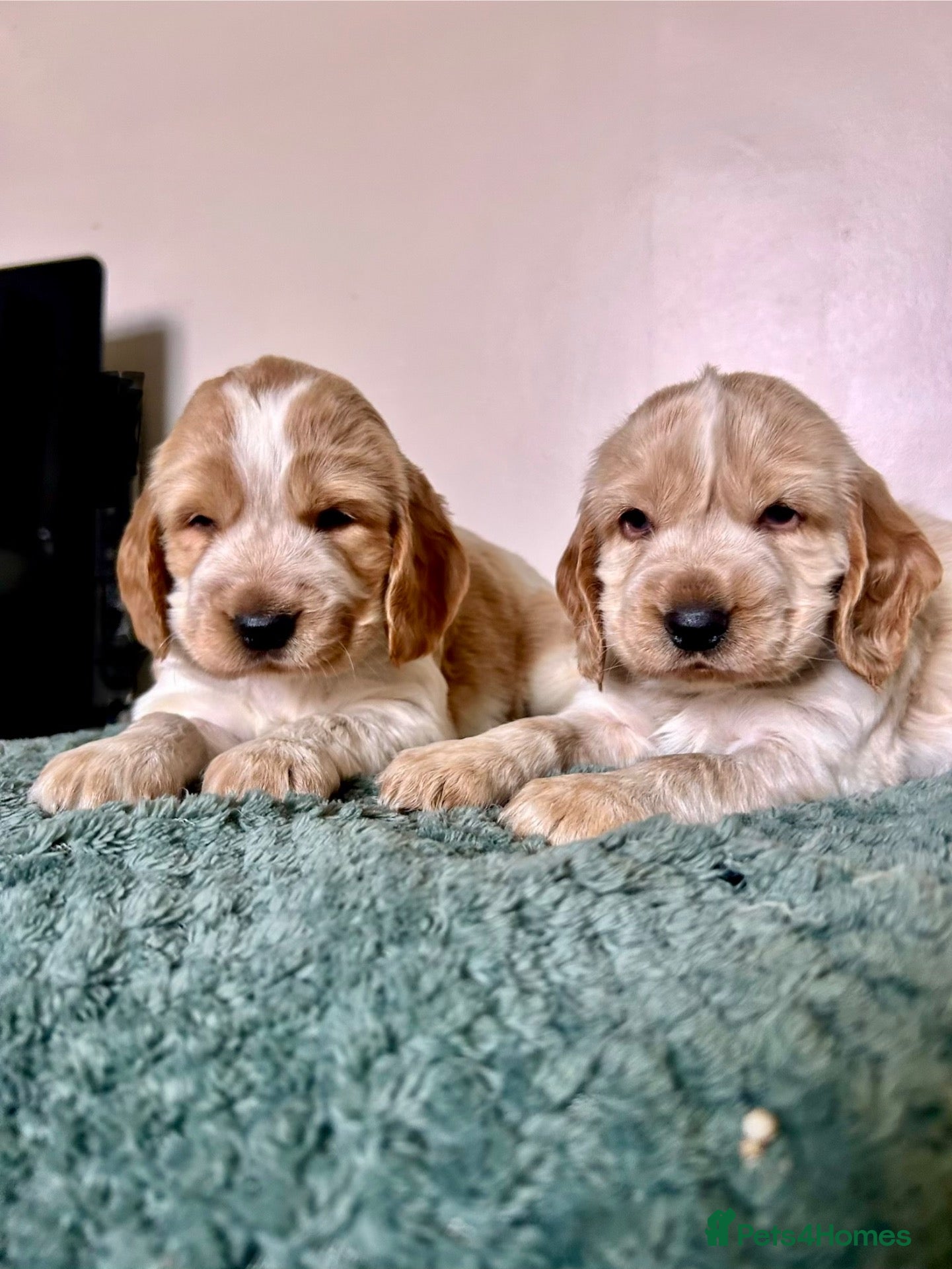 Cocker Spaniel dogs Cocker Spaniel Pups  - Advert 15