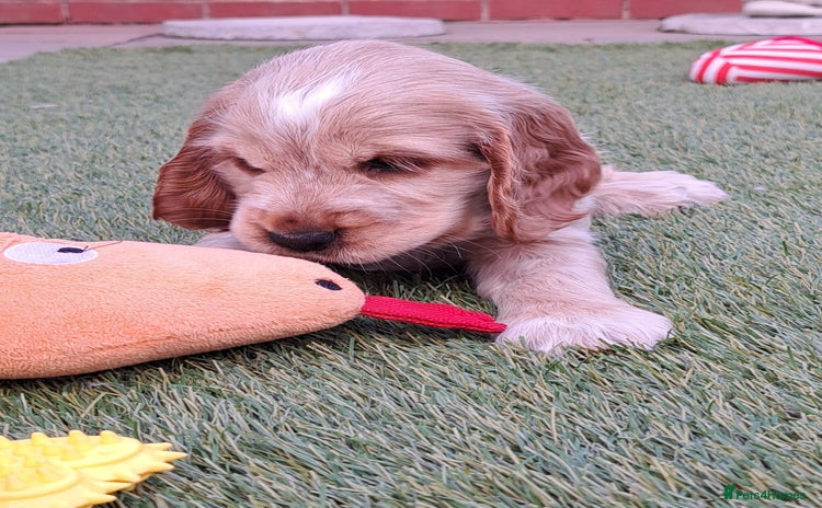 Cocker Spaniel dogs - Advert 7