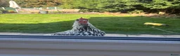 Mixed Breed poultry for sale: Gorgeous mixed breed Easter egger cockerel  in Liverpool - Advert 4