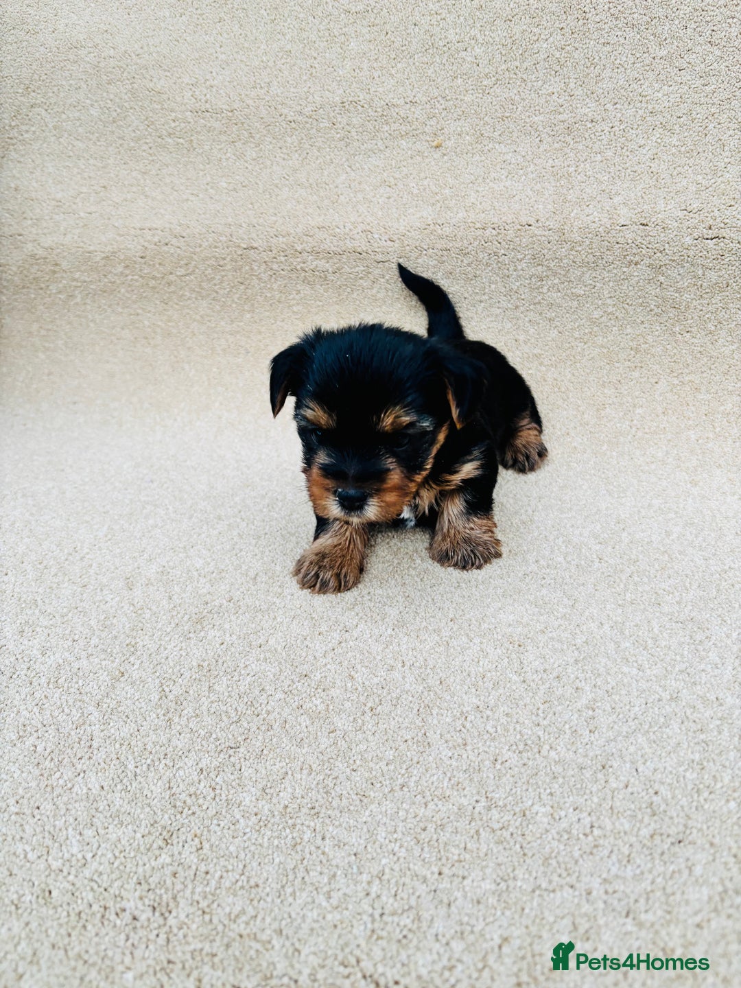 Yorkshire Terrier dogs for sale: Beautiful litter of Yorkshire terrier puppies - Advert 11