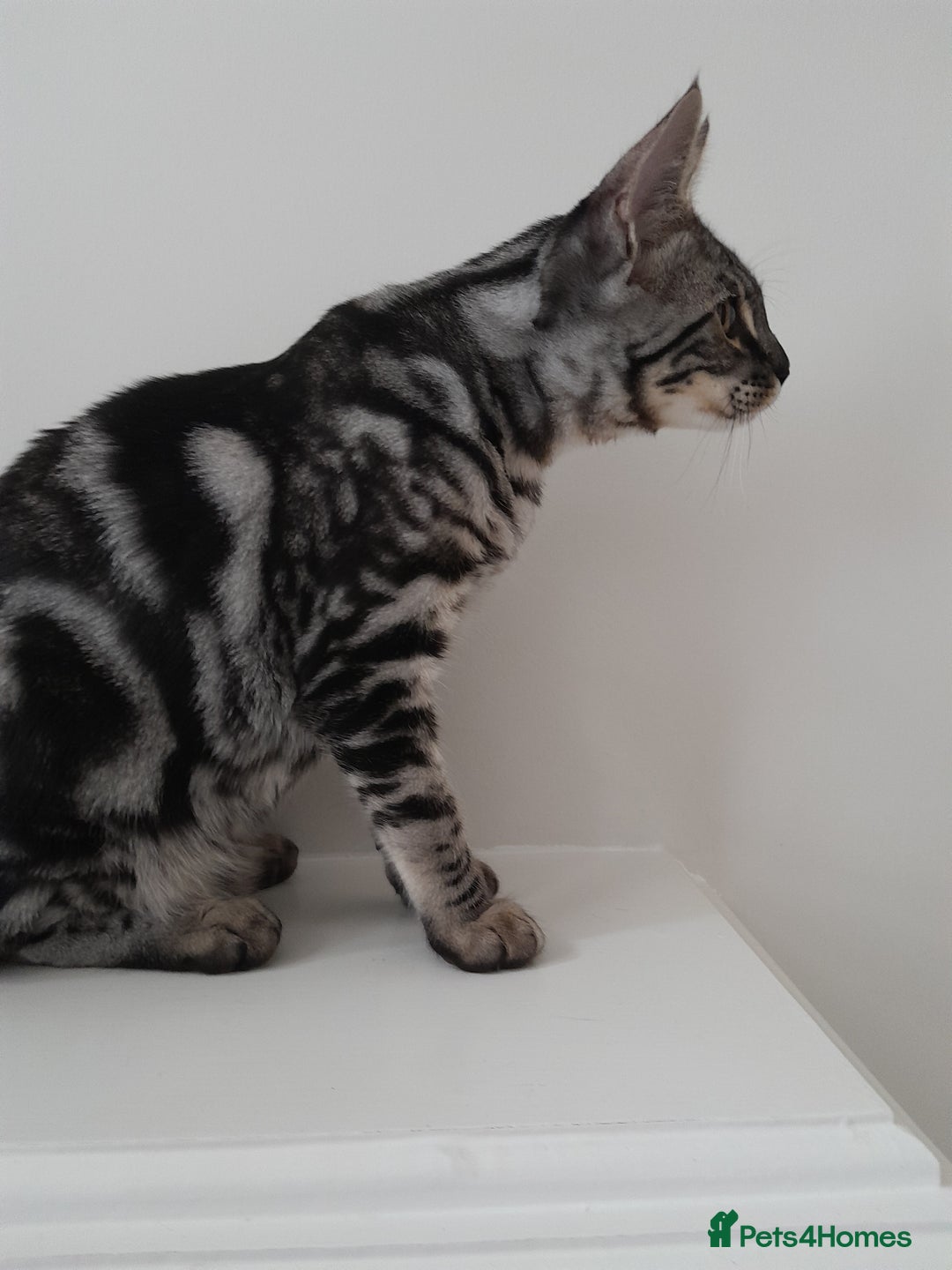 Savannah cats for sale: Full Pedigree & TICA Reg Marble Savannah Kitten - Image 19