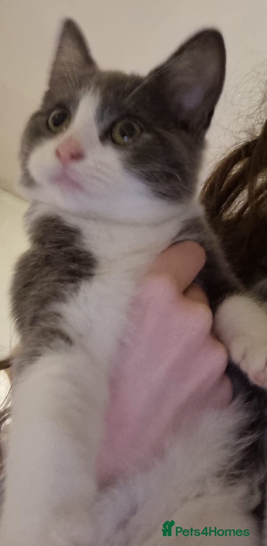 Mixed Breed cats for sale: Kittens - Advert 2