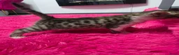 Mixed Breed cats for sale: Beautifull kittens ready to go  - Advert 10