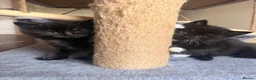 Mixed Breed cats for sale: Mixed Bread kittens - Advert 6