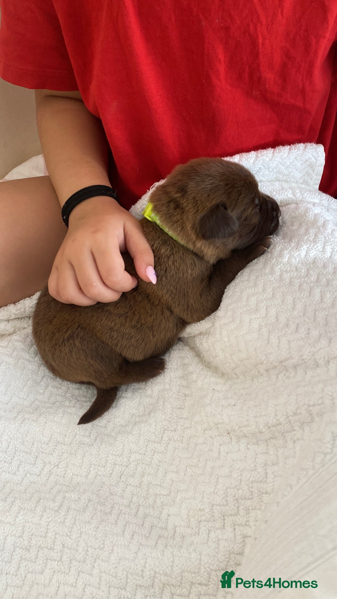 Mixed Breed dogs for sale: Beautiful Family-Raised Sheprador Puppies - Image 4