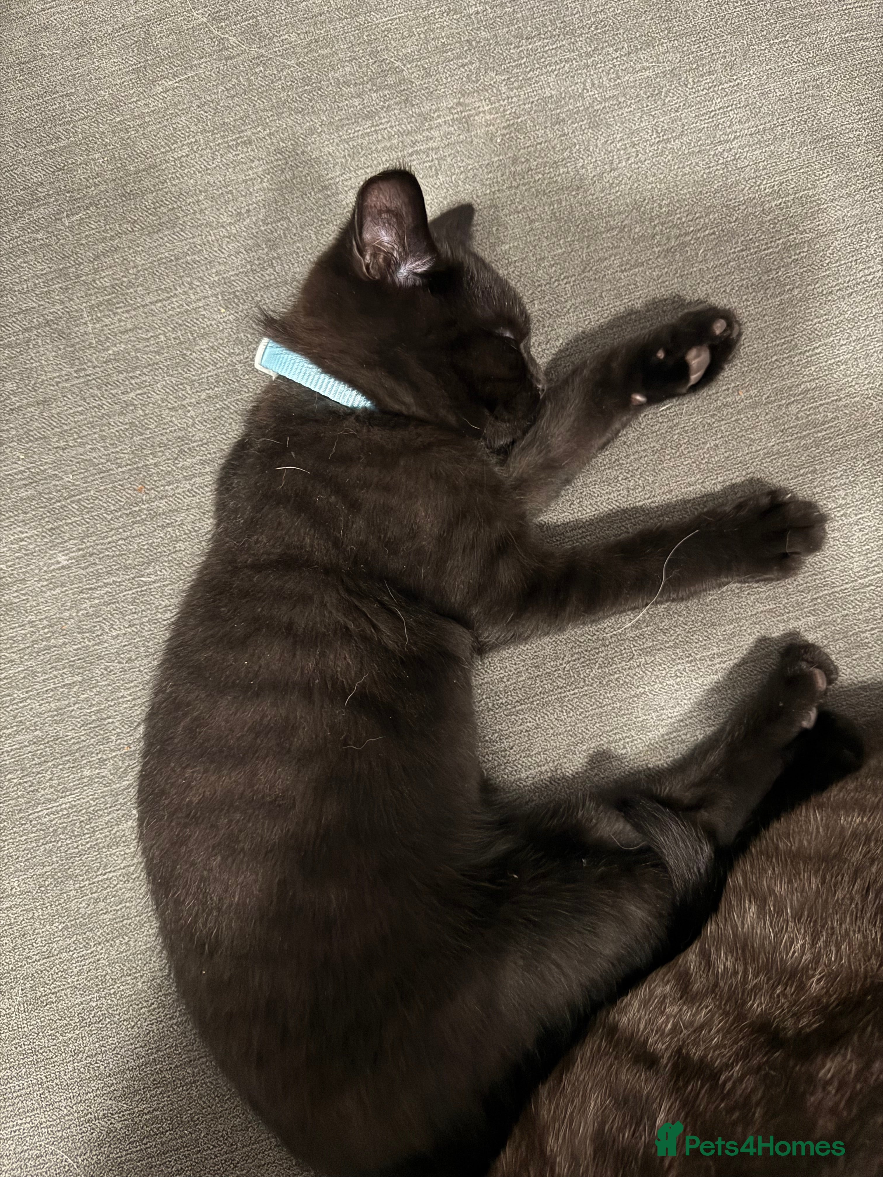 Scottish Fold cats Unique Smoke Scottish folds/straights - Advert 14