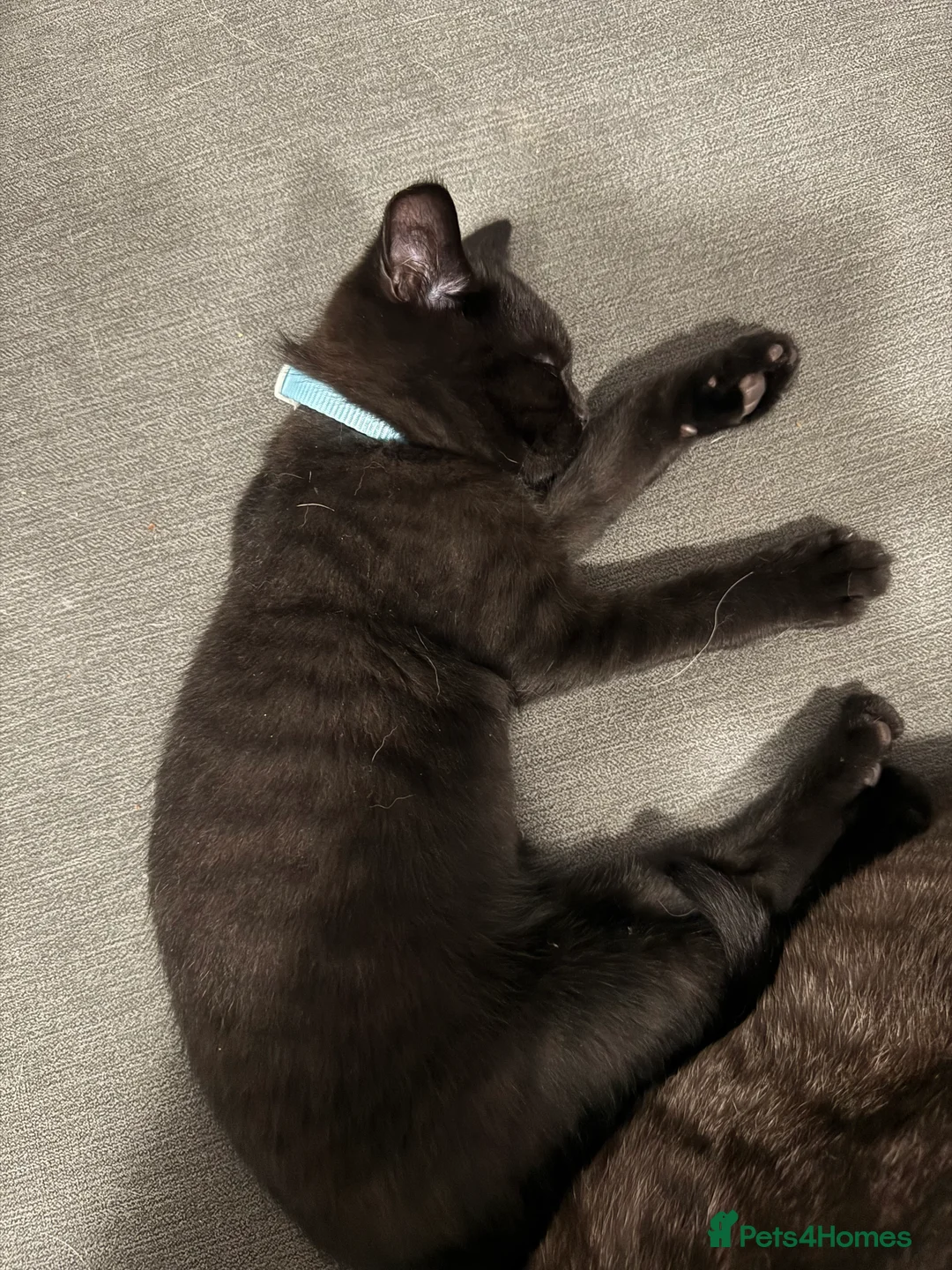 Scottish Fold cats for sale: Unique Smoke Scottish folds/straights - Advert 1