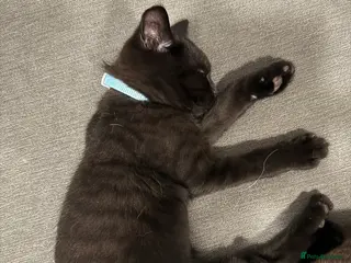 Scottish Fold cats Unique Smoke Scottish folds/straights - Advert 14