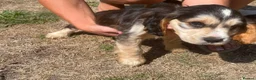 Cocker Spaniel dogs for sale: Kc registered Show cocker spaniels for sell - Advert 5