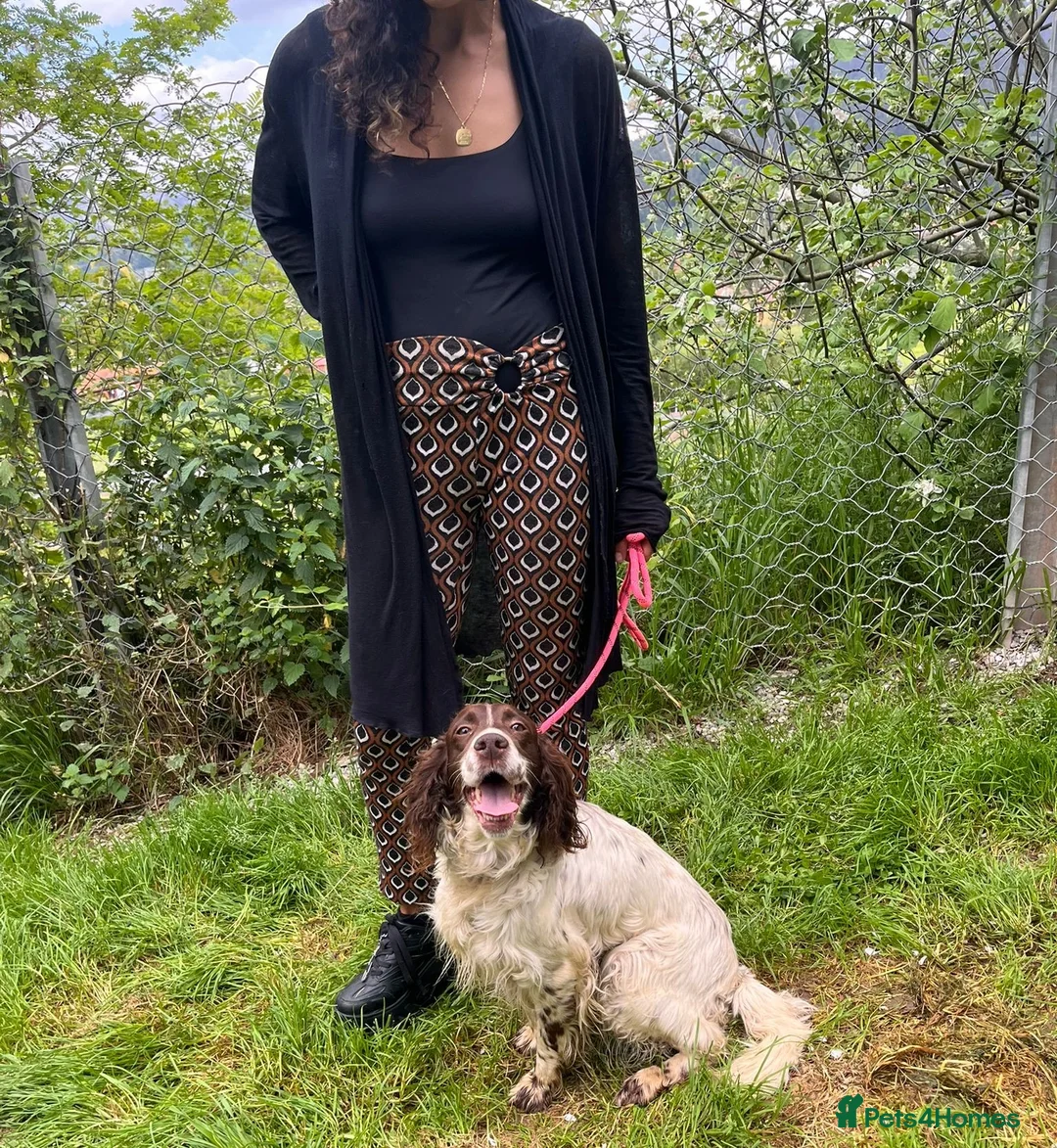 English Setter dogs for adoption: Jara  in Newcastle upon Tyne - Advert 2