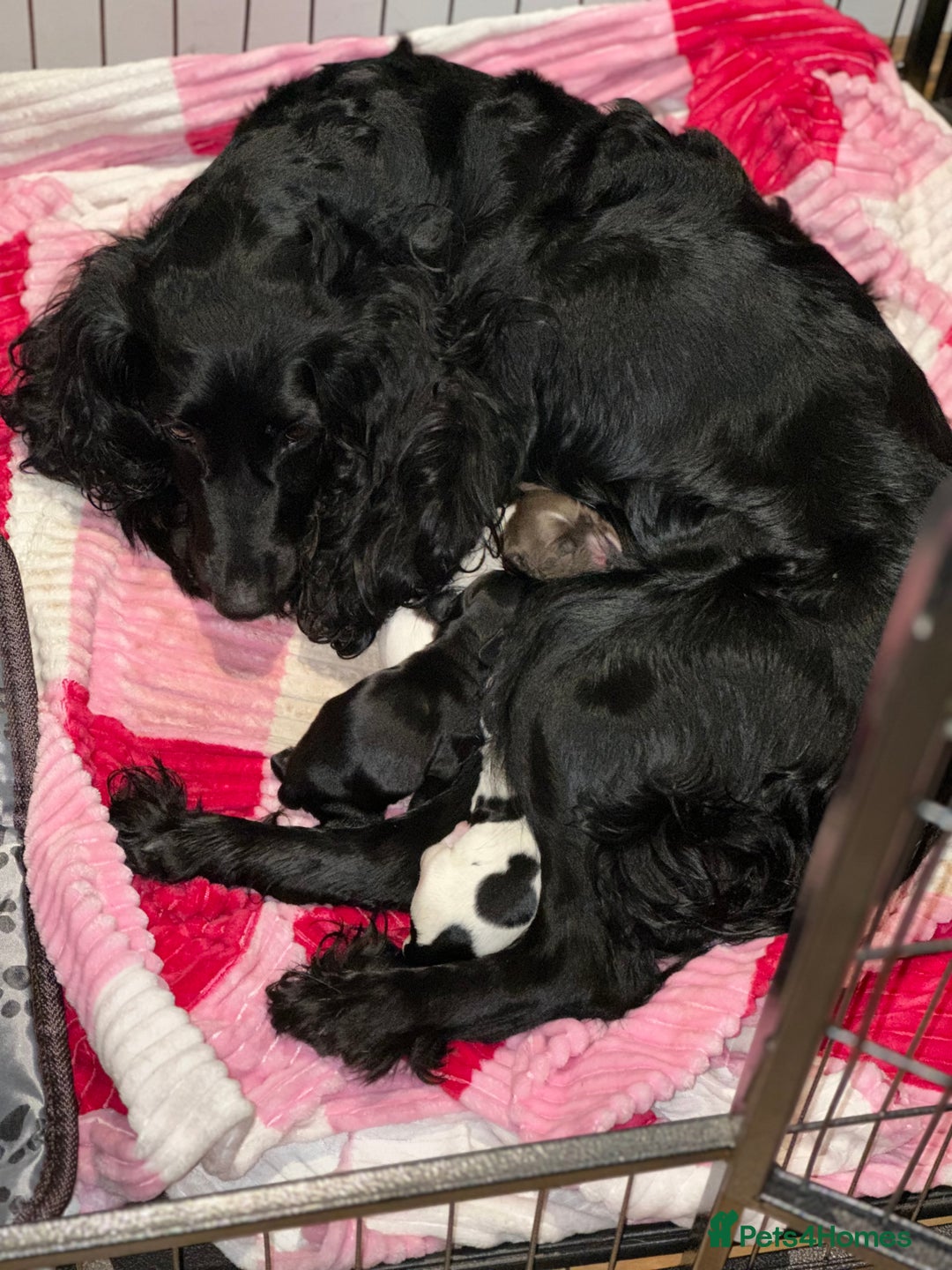 Cocker Spaniel dogs for sale: LAST STUNNING COCKER SPANIEL BOY - Advert 1