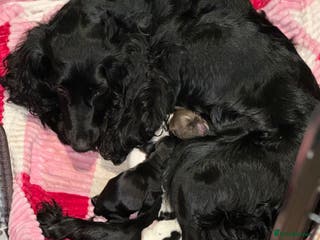 Cocker Spaniel dogs LAST STUNNING COCKER SPANIEL BOY - Advert 1