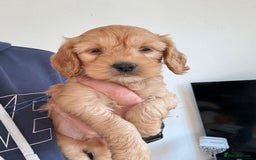 Cockapoo dogs for sale: Cockapoo show type F1 (toy) - Image 3