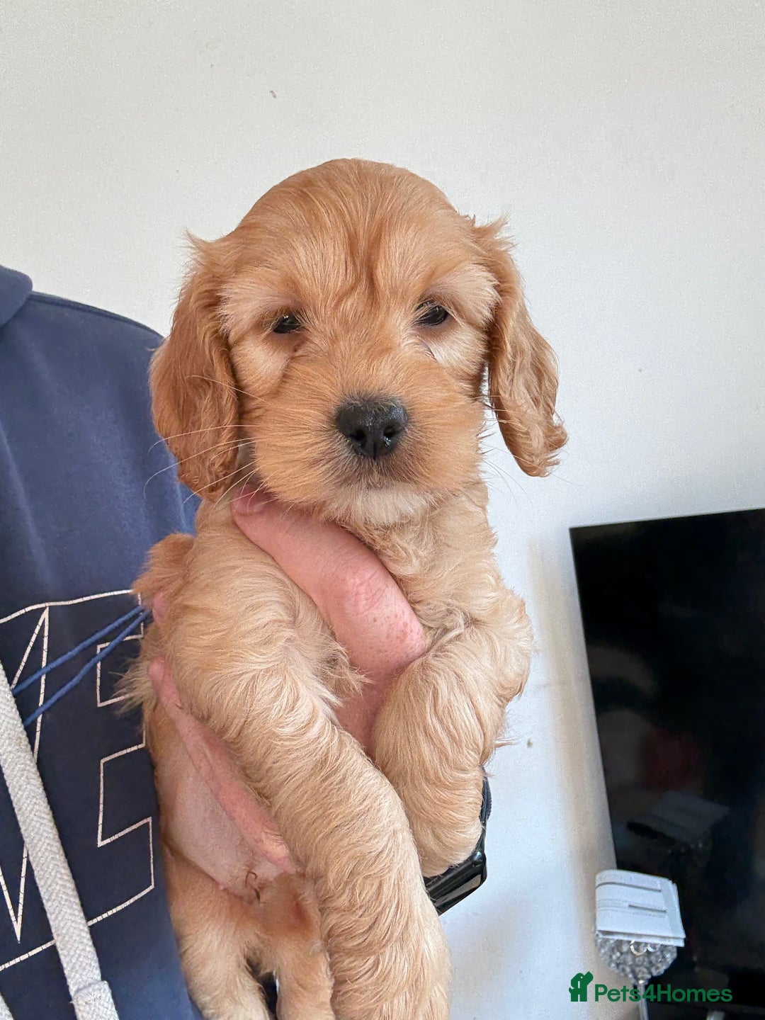 Cockapoo dogs for sale: Cockapoo show type F1 (toy) - Image 3