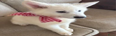 White Swiss Shepherd Puppy 7