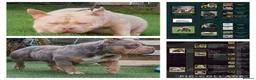 American Bully dogs for sale: American bully pocket female  - Advert 12