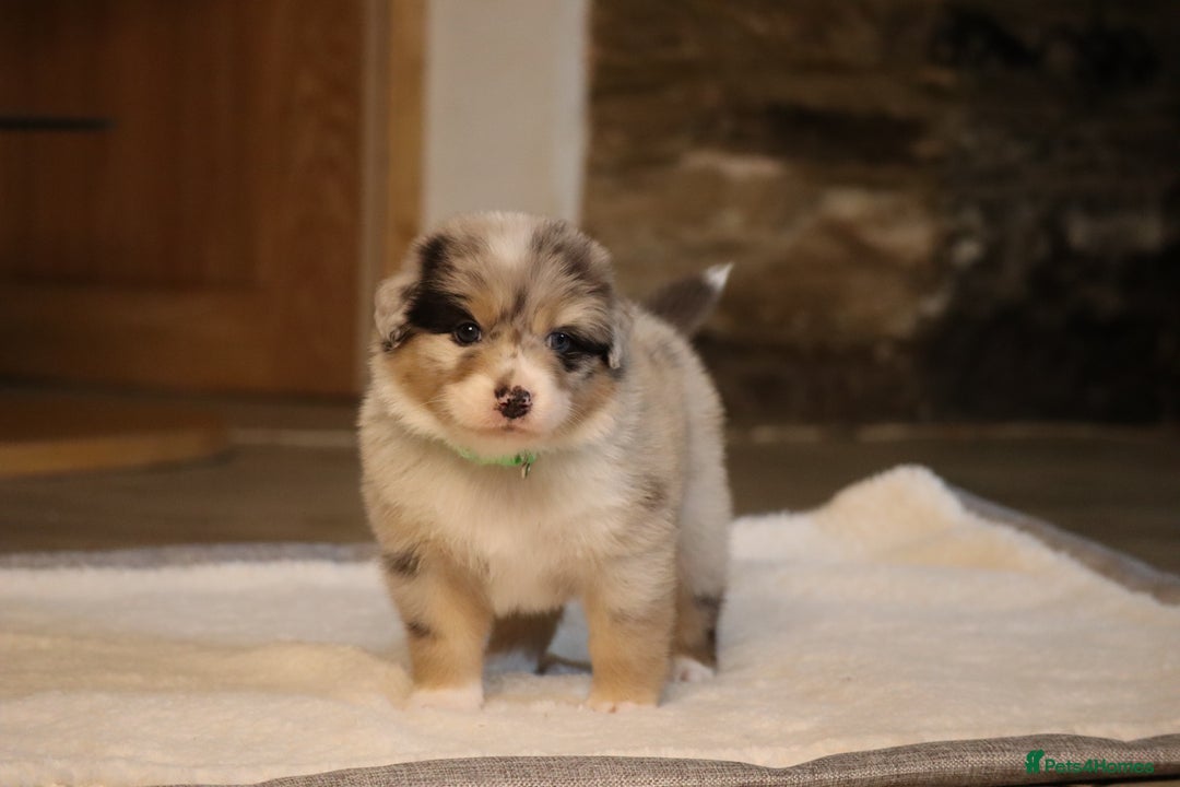Australian Shepherd dogs for sale: Australian Shepherd Puppies  - Image 19