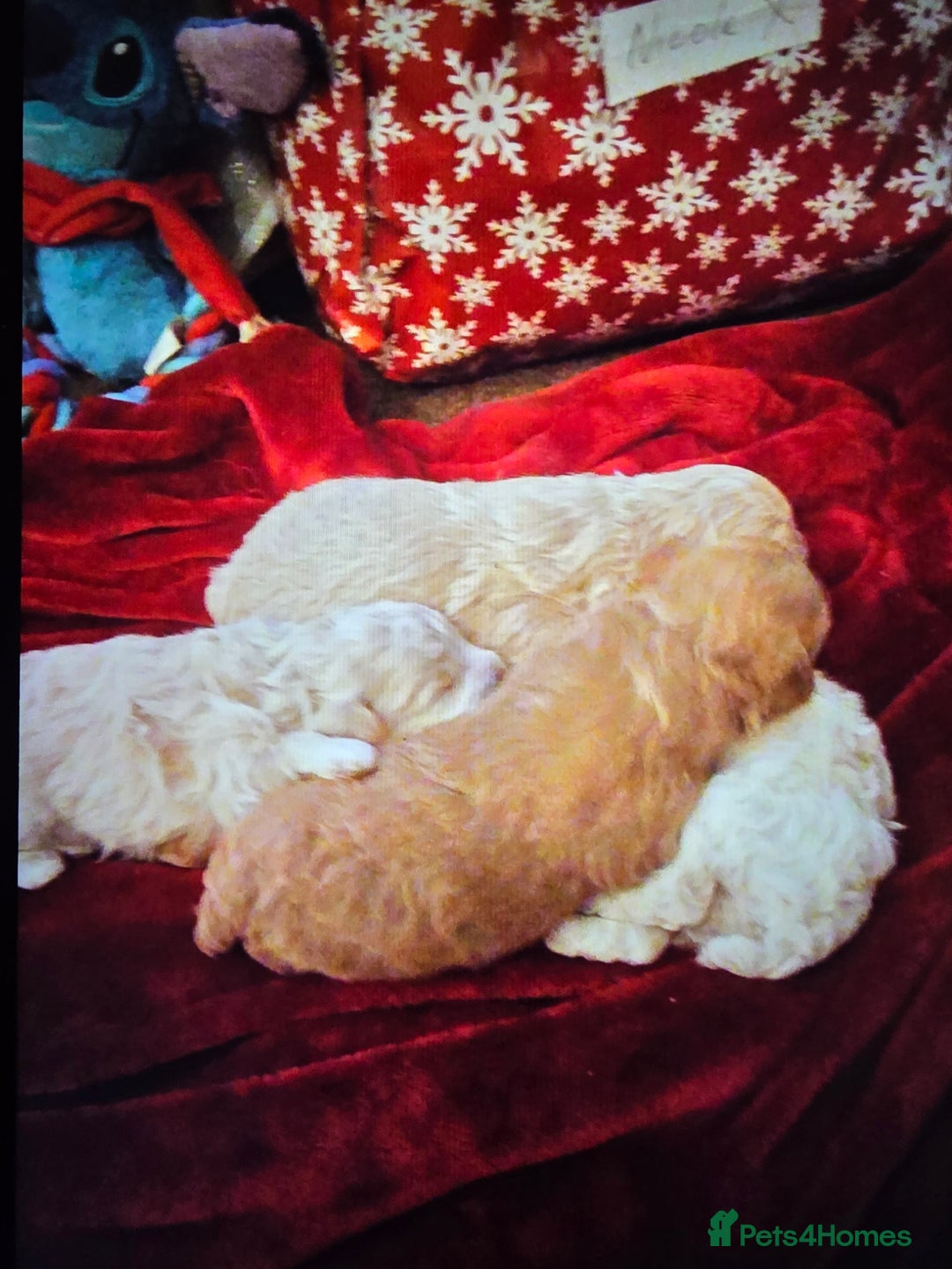 Maltipoo dogs for sale: 🐾 Beautiful Maltipoo Puppies  - Advert 6