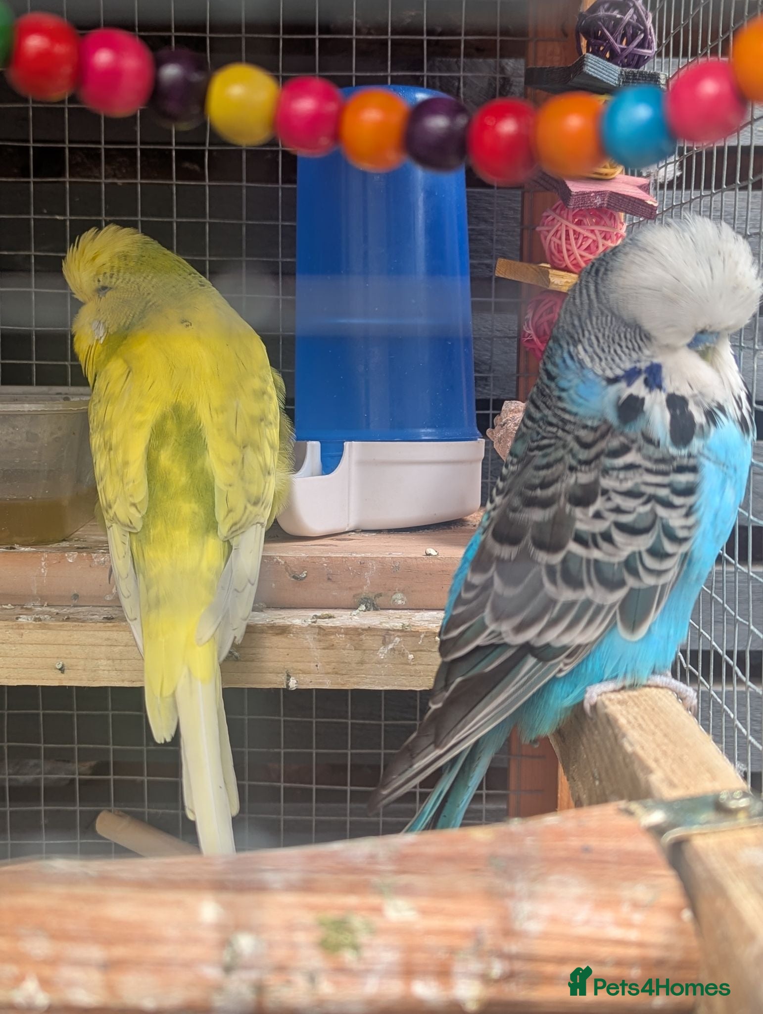 Budgerigars birds Budgies for Sale - Advert 3