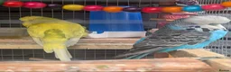 Budgerigars birds for sale: Budgies for Sale in Ashton-under-Lyne - Advert 1