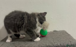 Mixed Breed cats for sale: 4 gorgeous kittens available now  - Image 9