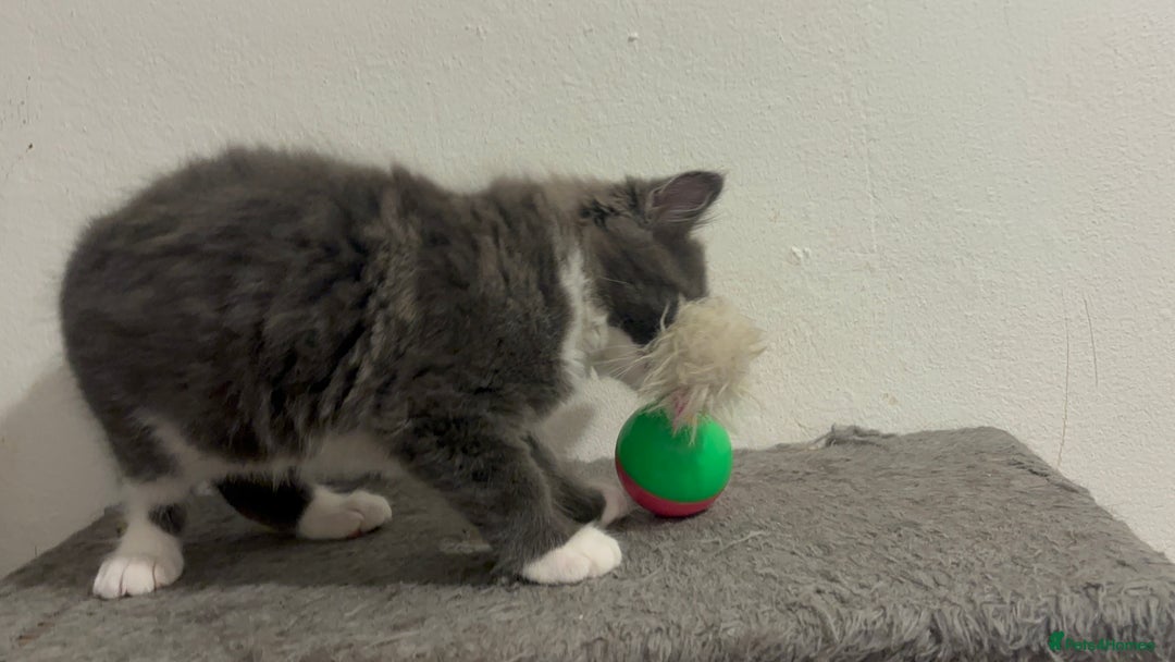 Mixed Breed cats for sale: 4 gorgeous kittens available now  - Image 9